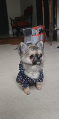 Les chiots de Chihuahua