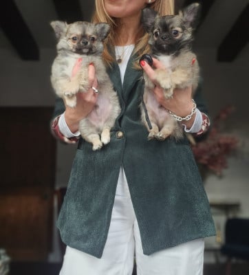 Les chiots de Chihuahua