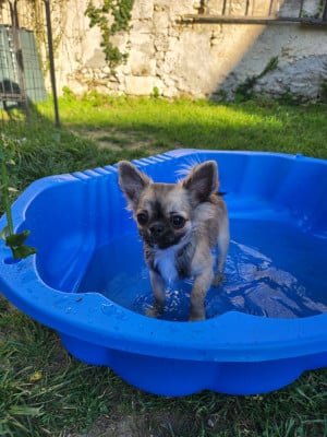 Les chiots de Chihuahua