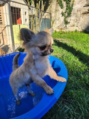 Les chiots de Chihuahua