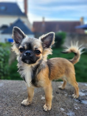 Les chiots de Chihuahua