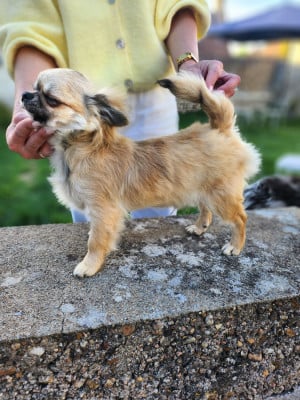 Les chiots de Chihuahua