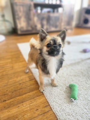 Les chiots de Chihuahua