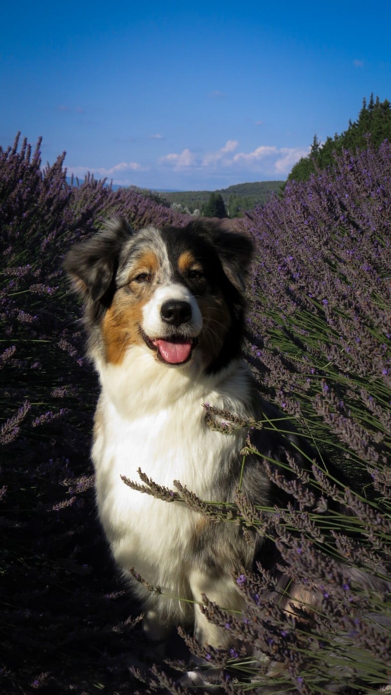 Publication : Des Sept Mata'i