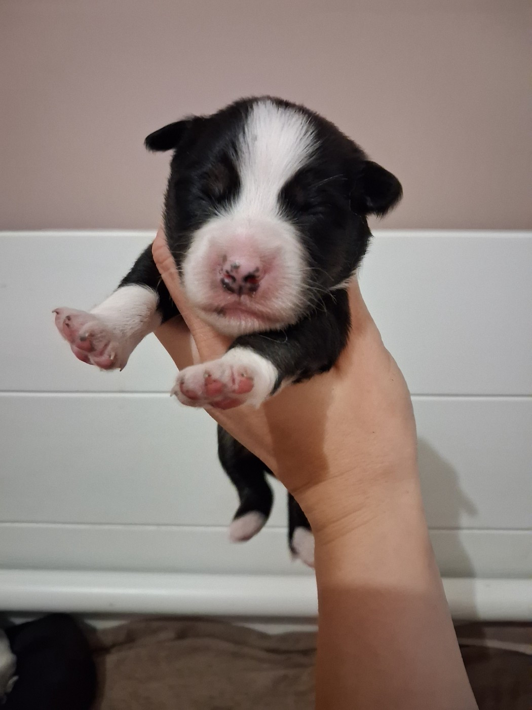 CHIOT 1