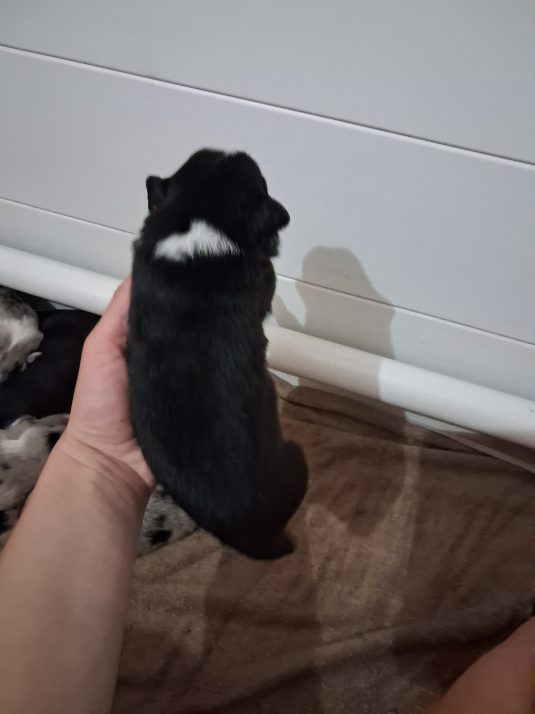 CHIOT 1