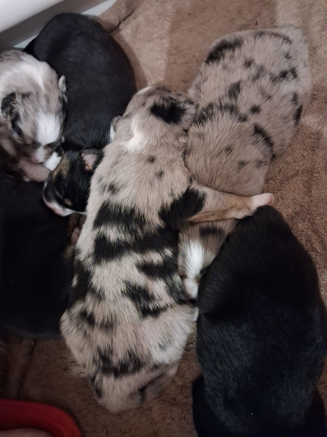 CHIOT 2