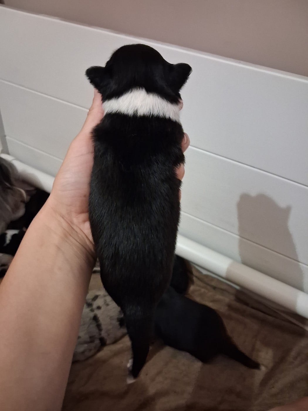 CHIOT 3