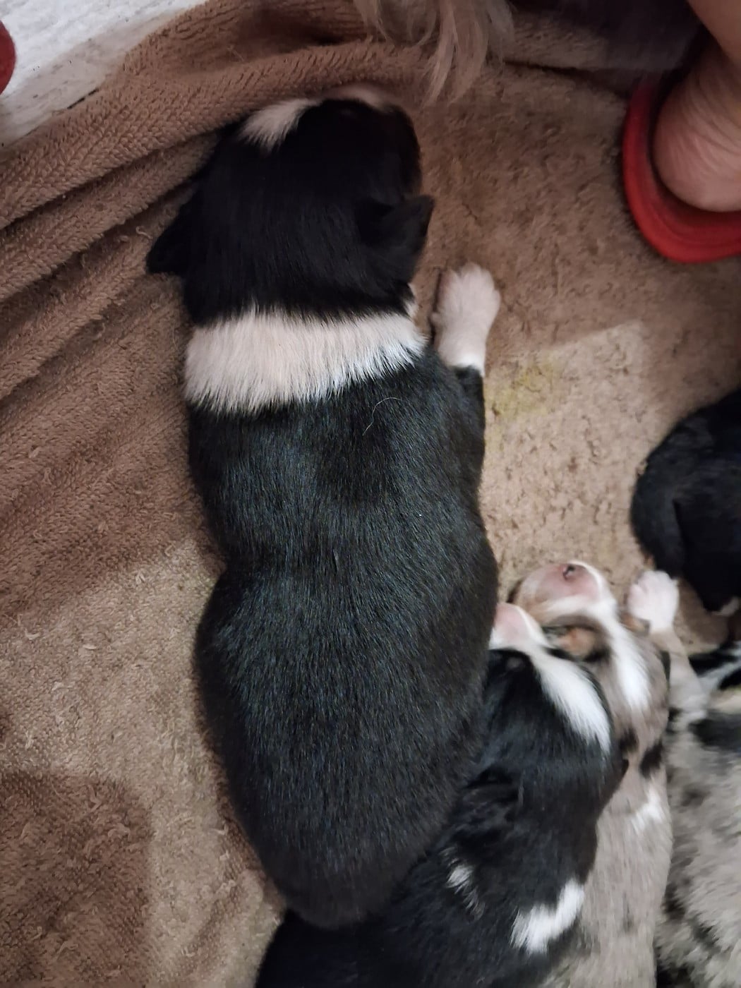 CHIOT 6