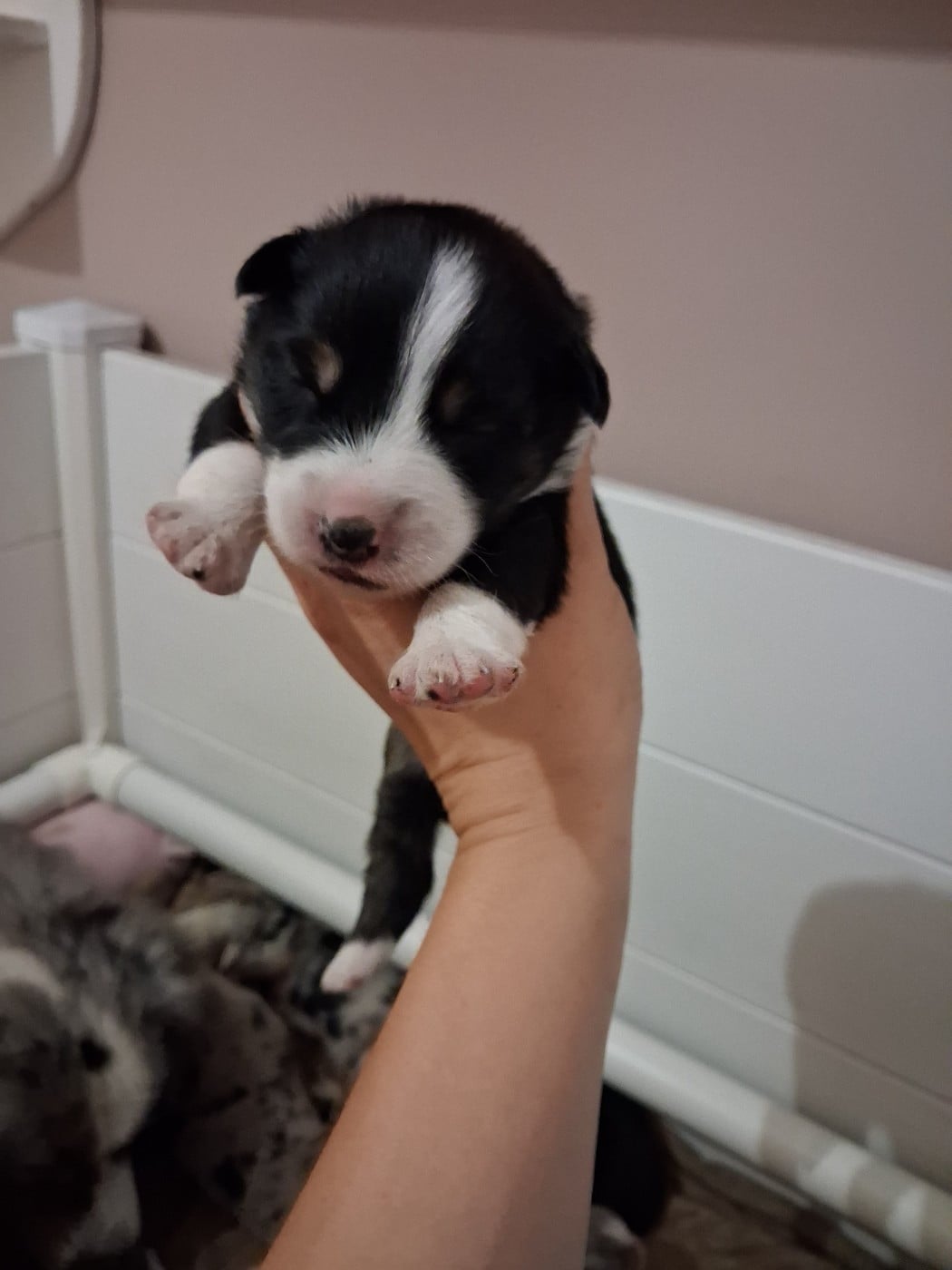 CHIOT 4