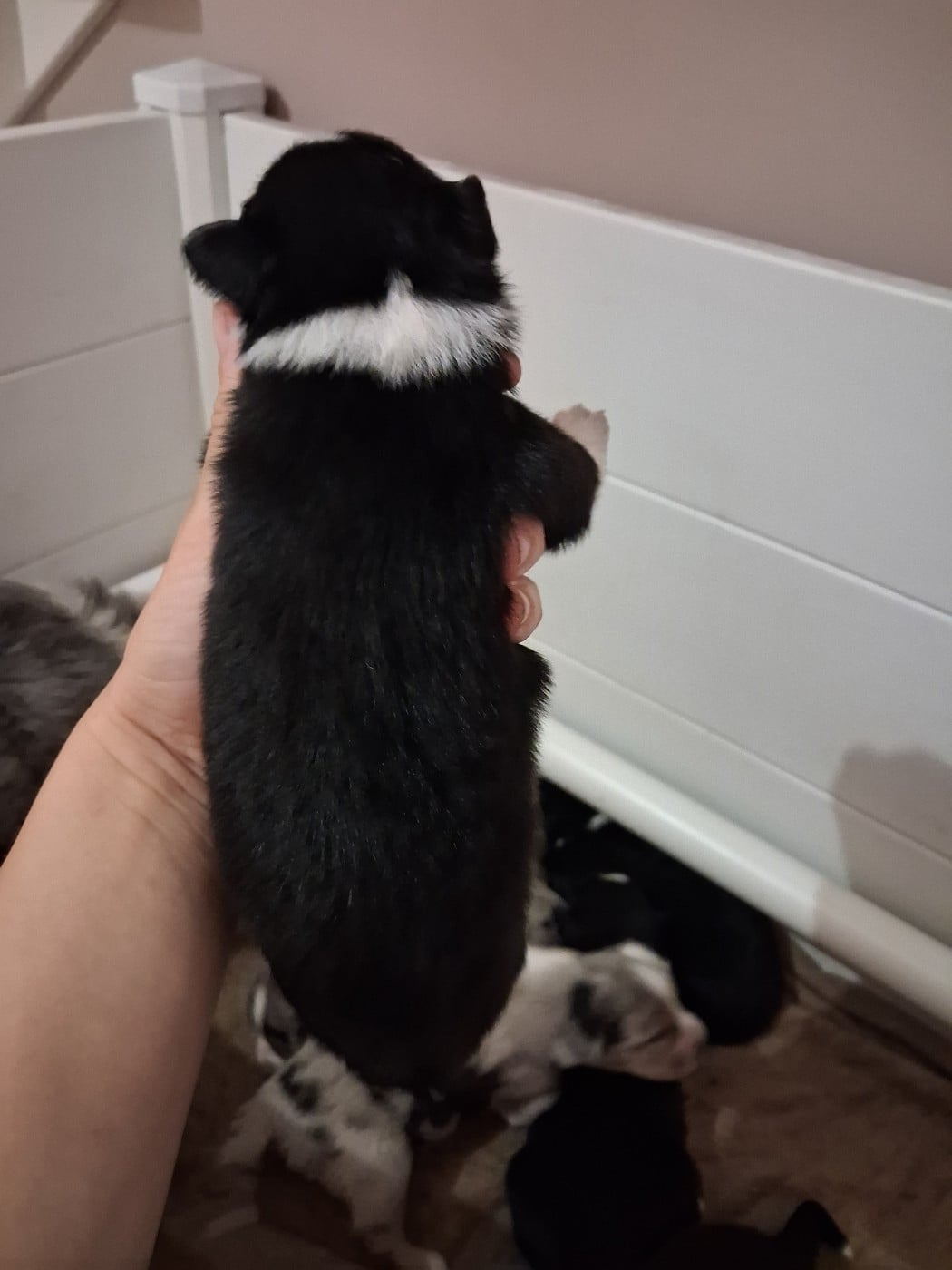 CHIOT 4