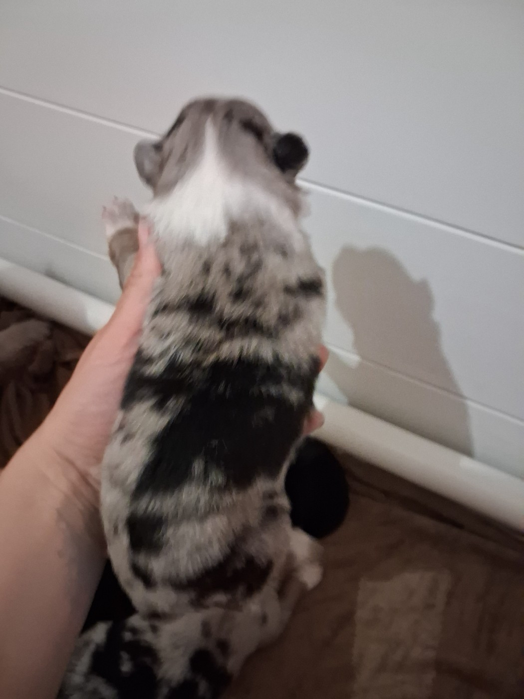 CHIOT 7