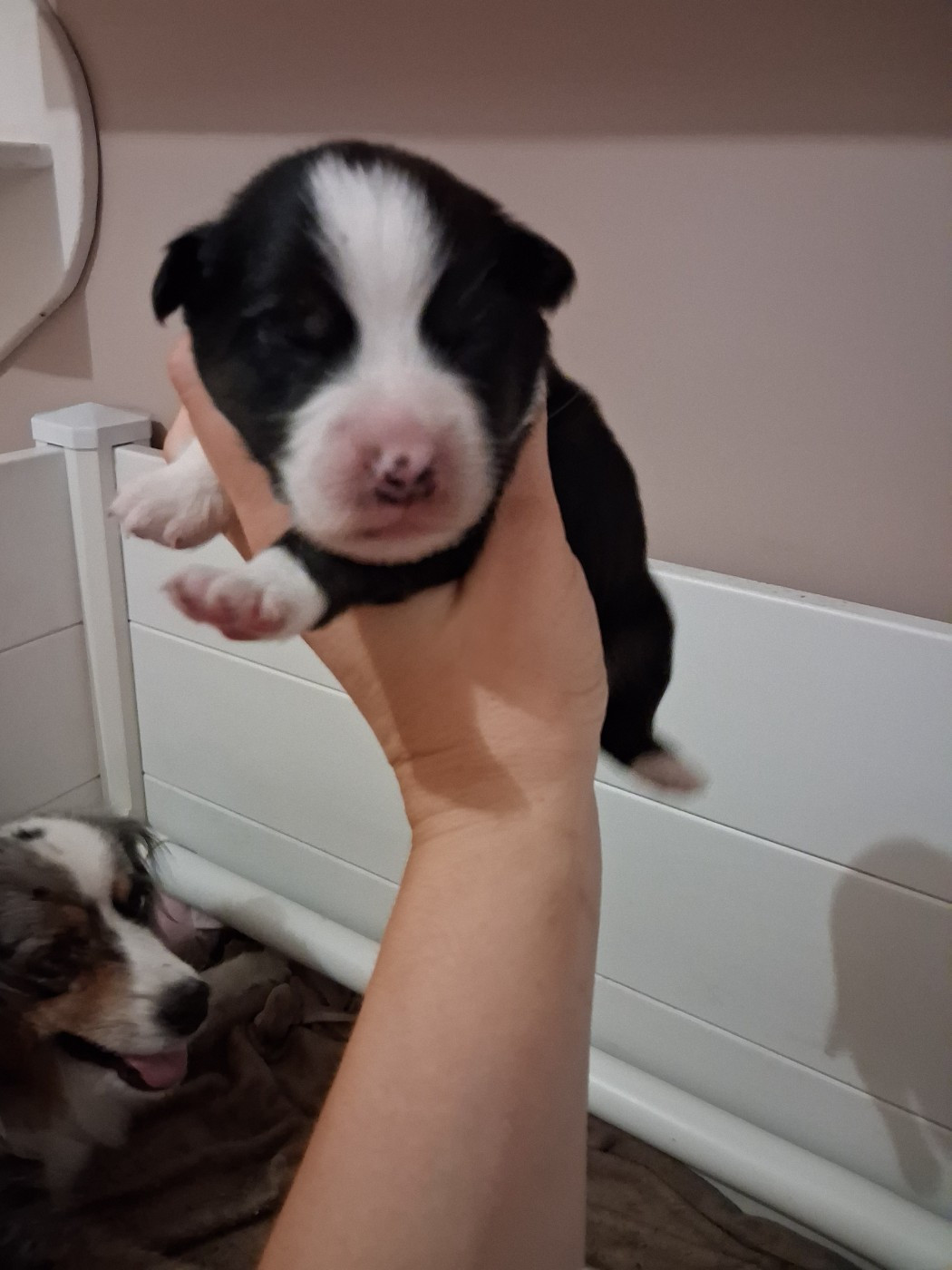 CHIOT 5