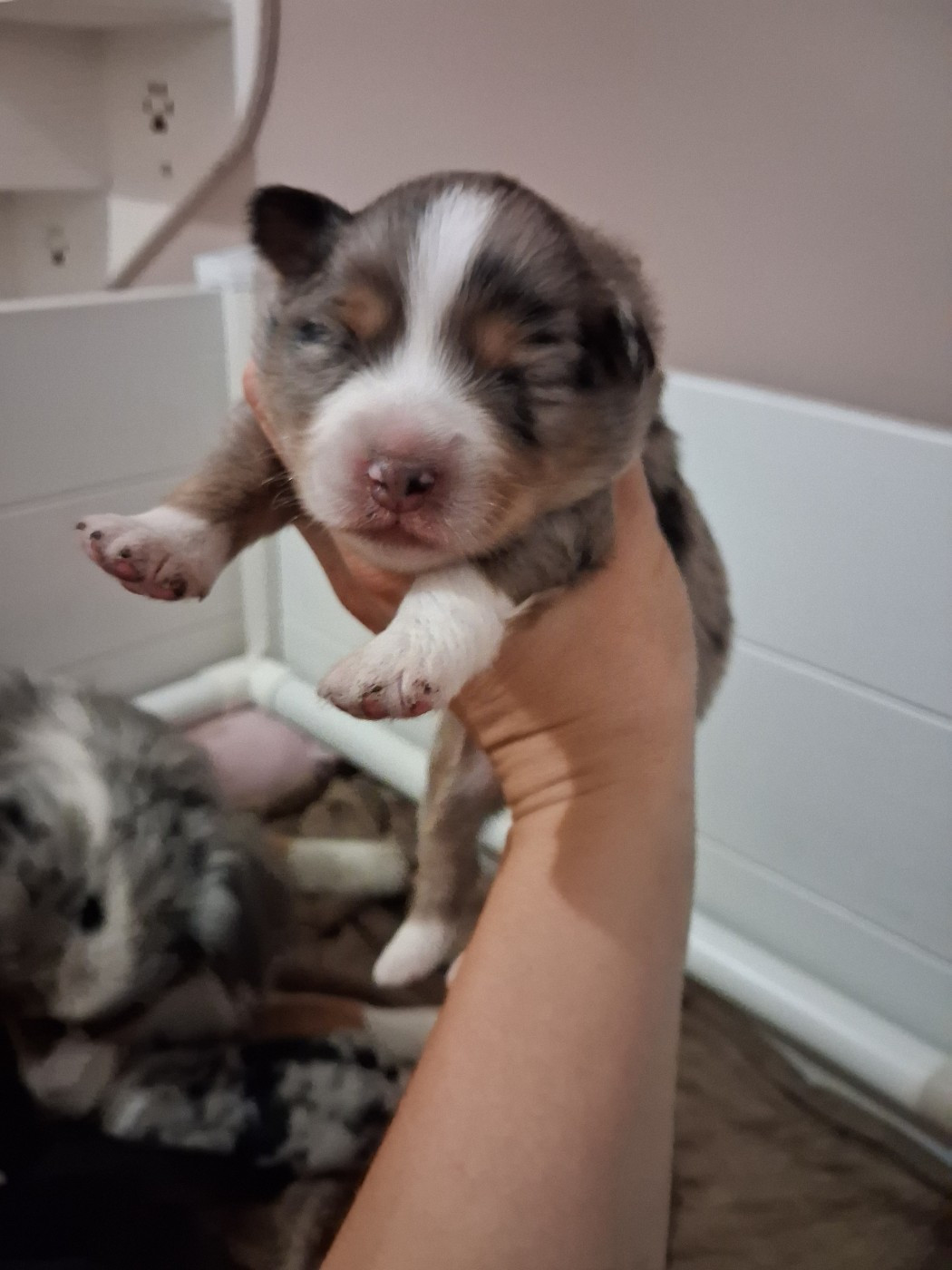 CHIOT 8