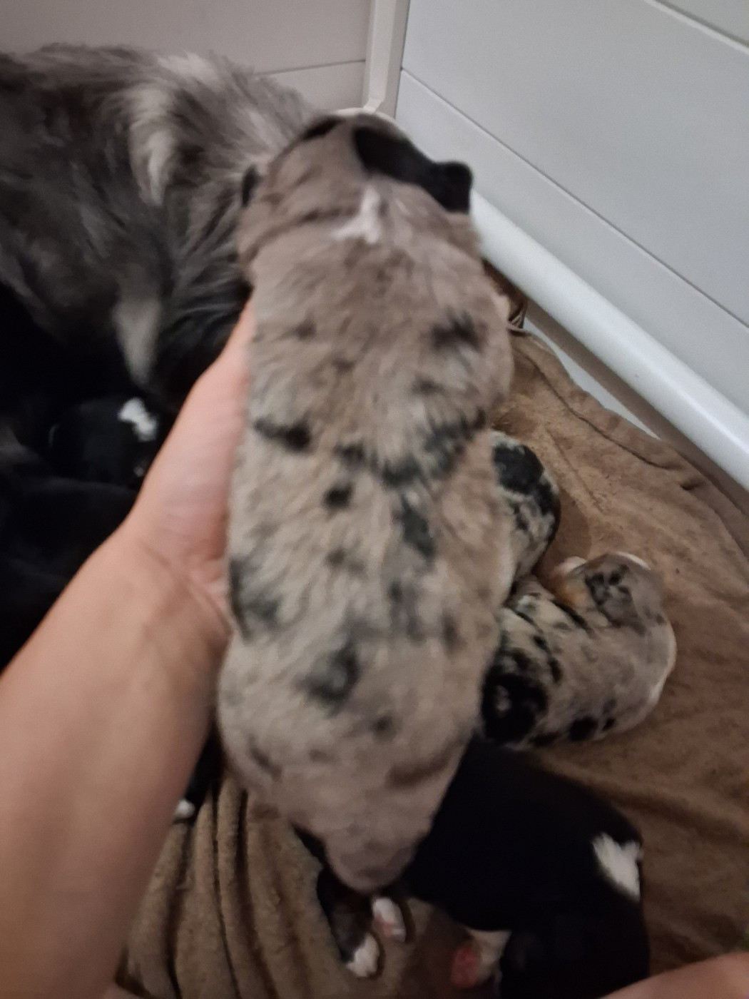 CHIOT 8