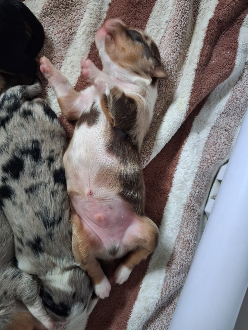 CHIOT 4 - Berger Américain Miniature 