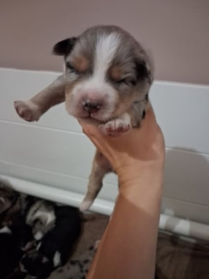 Les chiots de Berger Américain Miniature