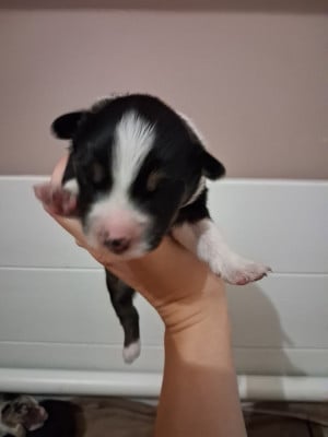 Les chiots de Berger Américain Miniature