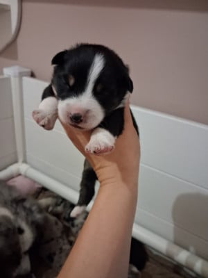 Les chiots de Berger Américain Miniature