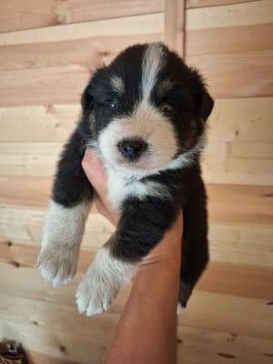 Les chiots de Berger Américain Miniature 