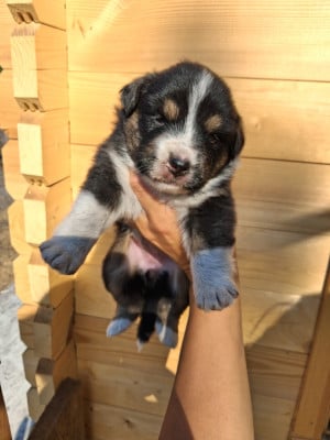 Les chiots de Berger Américain Miniature 