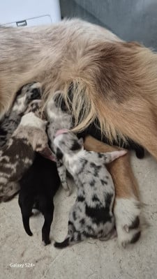 Les chiots de Berger Américain Miniature 