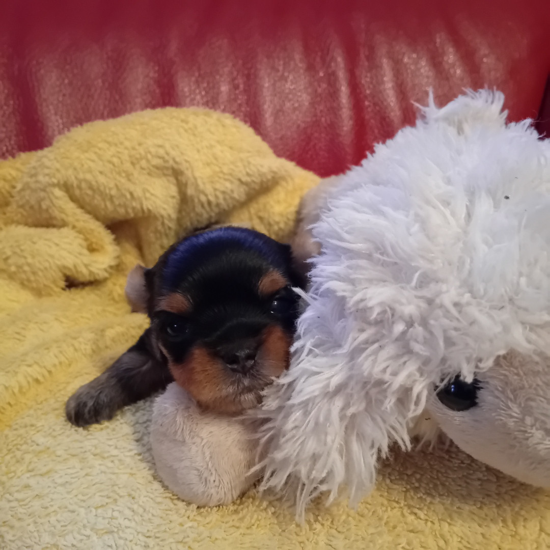 Chiot N°1 - Yorkshire Terrier