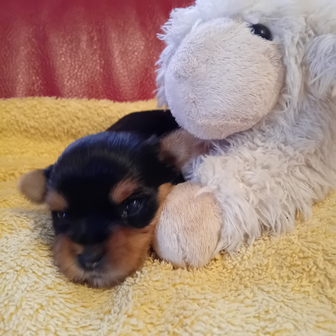 Chiot N°3 - Yorkshire Terrier