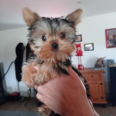 Les chiots de Yorkshire Terrier