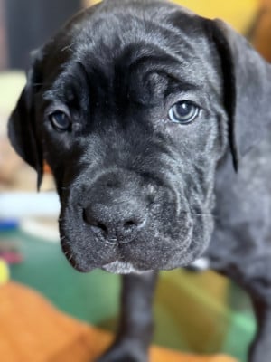 Les chiots de Cane Corso