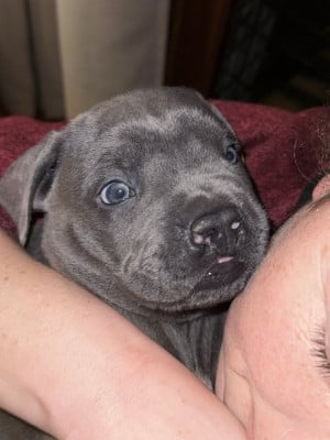 Les chiots de Cane Corso