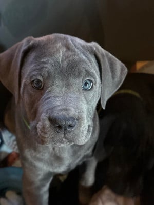 Les chiots de Cane Corso