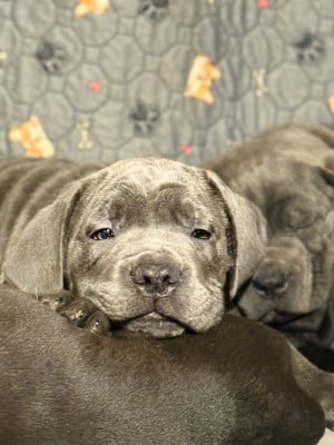 Les chiots de Cane Corso