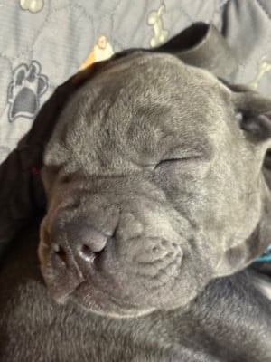 Les chiots de Cane Corso
