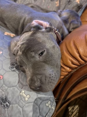 Les chiots de Cane Corso