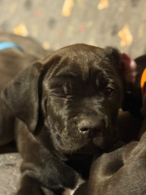 Les chiots de Cane Corso