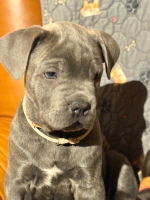 Les chiots de Cane Corso
