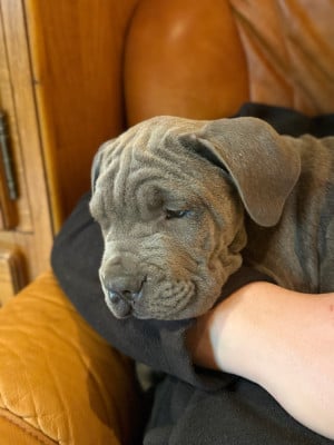 Les chiots de Cane Corso