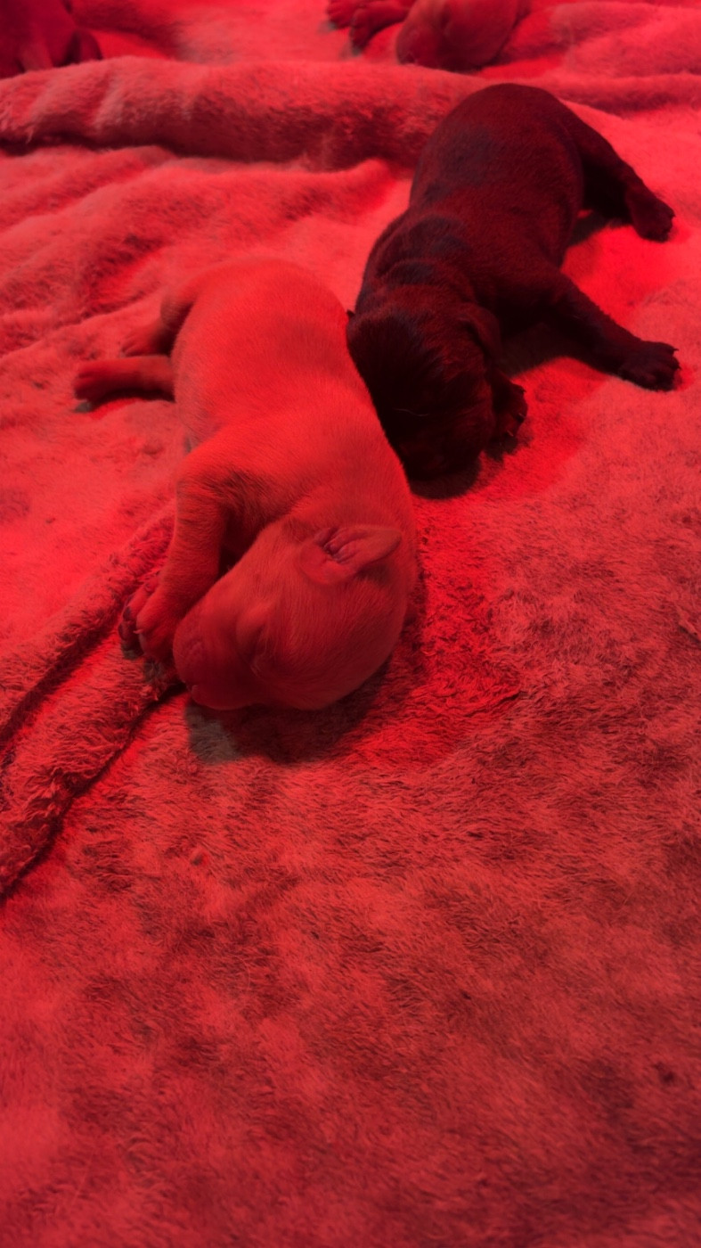 CHIOT 9 - Labrador Retriever