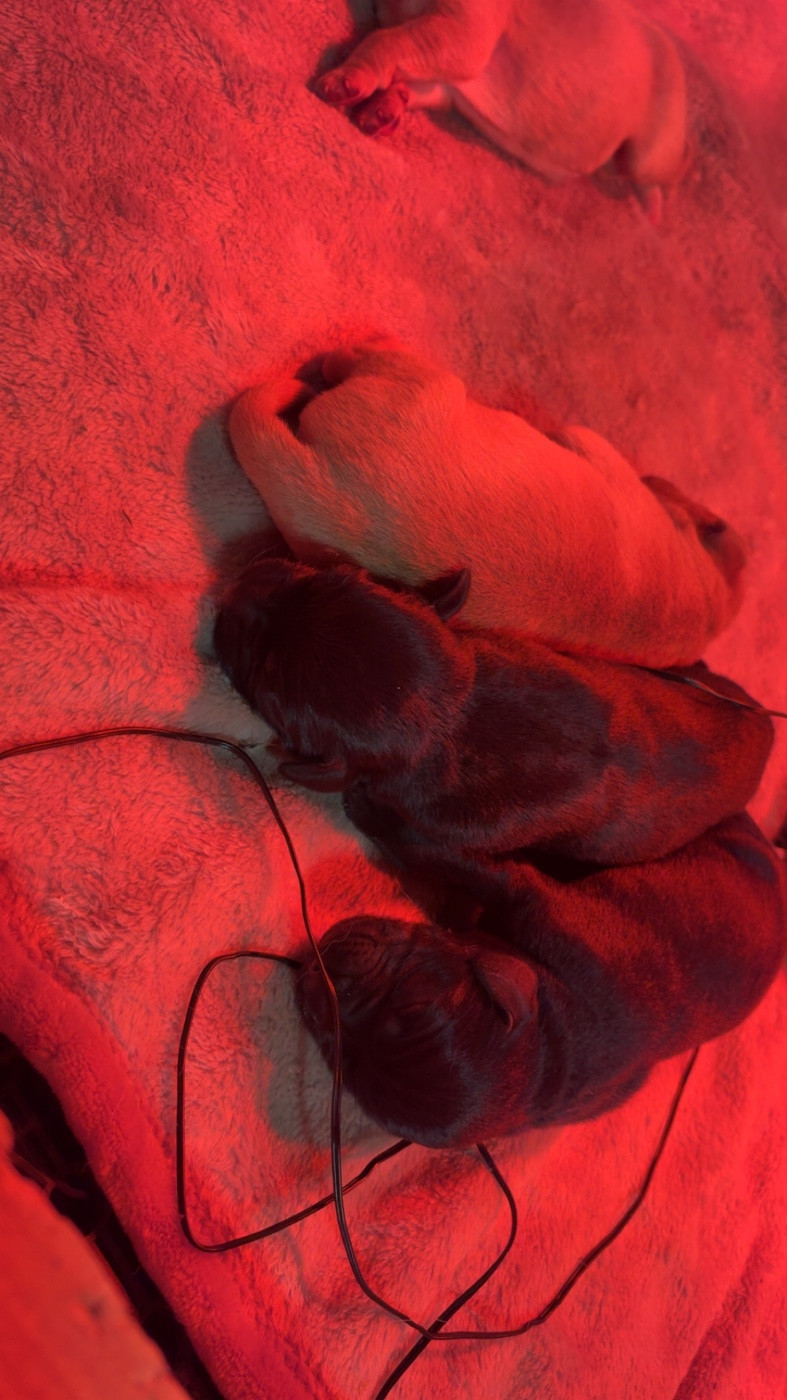 CHIOT 8 - Labrador Retriever
