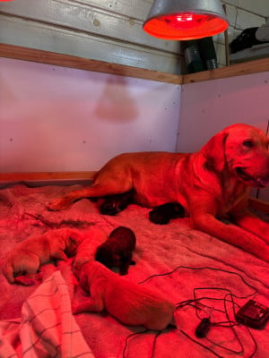 Les chiots de Labrador Retriever