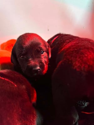 Les chiots de Labrador Retriever
