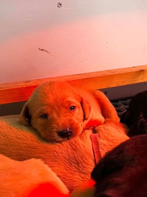 Les chiots de Labrador Retriever