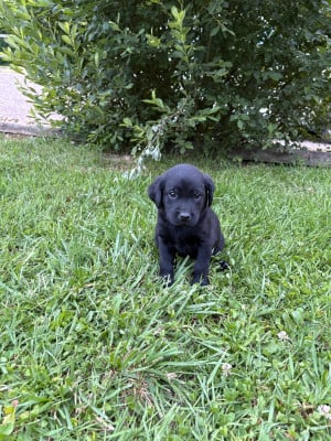 Les chiots de Labrador Retriever