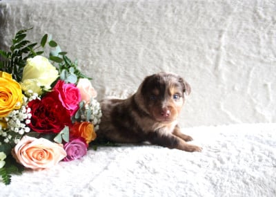 Les chiots de Berger Américain Miniature