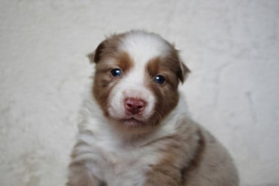 Les chiots de Berger Américain Miniature