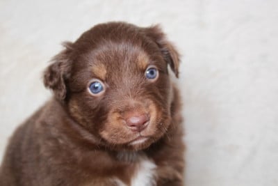 Les chiots de Berger Américain Miniature