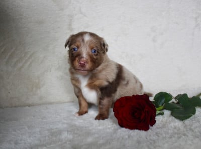 Les chiots de Berger Américain Miniature