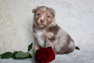 Les chiots de Berger Américain Miniature