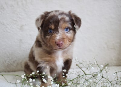 Les chiots de Berger Américain Miniature 